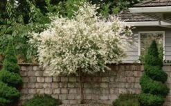 Variegated Dappled Willow Tree - Salix Integra 'Hakuro Nishiki' - 3 Gallon Pot - Tree Form -Garden Care Dappled Willow Tree 1