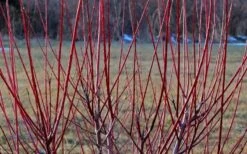 Variegated Dappled Willow Tree - Salix Integra 'Hakuro Nishiki' - 3 Gallon Pot - Tree Form -Garden Care Dappled Willow Tree Stems 1