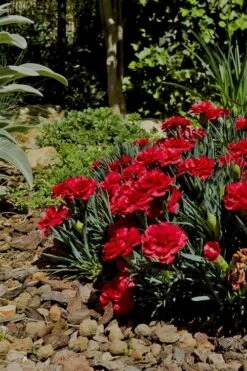 Super Trouper Velvet Red Dianthus (Carnation) - 5 Pack Of Quart Pots -Garden Care Dianthus Super Trouper Velvet Red 1