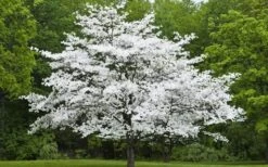 Jean's Appalachian Snow White Dogwood Tree - 3 Gallon Pot -Garden Care Dogwood Cherokee Princess 50 1
