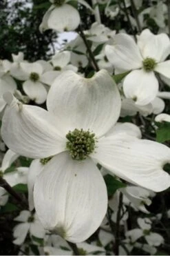 Jean's Appalachian Snow White Dogwood Tree - 7 Gallon Pot (4-5') -Garden Care Dogwood Cherokee Princess 500x750 1