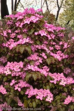 Pink Chinese Dogwood - Cornus Kousa 'Satomi' - 2 Gallon Pot -Garden Care Dogwood Chinese Pink Satomi 11