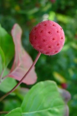 Pink Chinese Dogwood - Cornus Kousa 'Satomi' - 2 Gallon Pot -Garden Care Dogwood Chinese Pink Satomi 5