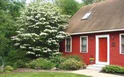 White Kousa Chinese Dogwood - Cornus Kousa - 2 Gallon Pot -Garden Care Dogwood Chinese White 1 1