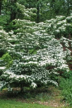 White Kousa Chinese Dogwood - Cornus Kousa - 5 Gallon Pot (5-6') -Garden Care Dogwood Chinese White 12 1
