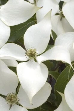White Kousa Chinese Dogwood - Cornus Kousa - 2 Gallon Pot -Garden Care Dogwood Chinese White 15 1