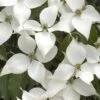 White Kousa Chinese Dogwood - Cornus Kousa - 2 Gallon Pot