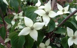 White Kousa Chinese Dogwood - Cornus Kousa - 5 Gallon Pot (5-6') -Garden Care Dogwood Chinese White 2 2