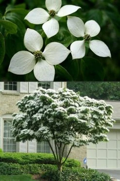 White Kousa Chinese Dogwood - Cornus Kousa - 5 Gallon Pot (5-6') -Garden Care Dogwood Chinese White 2 500x750 2