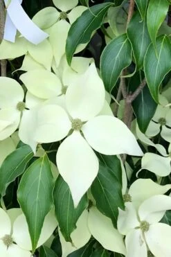 Greensleeves Dogwood (Cornus Kousa) - 1 Gallon Pot -Garden Care Dogwood GreenSleeves 12