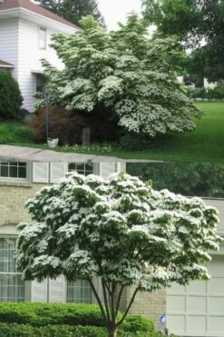 Greensleeves Dogwood (Cornus Kousa) - 1 Gallon Pot -Garden Care Dogwood GreenSleeves 14