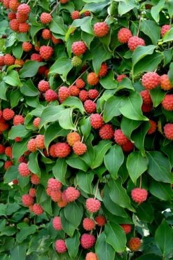 Greensleeves Dogwood (Cornus Kousa) - 1 Gallon Pot -Garden Care Dogwood GreenSleeves Berries 10