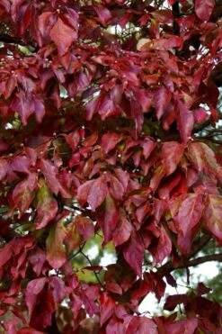 Greensleeves Dogwood (Cornus Kousa) - 1 Gallon Pot -Garden Care Dogwood GreenSleeves Leaves 10