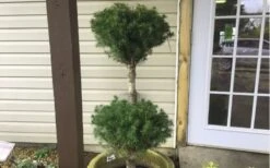 Poodle Tier Dwarf Alberta Spruce 3 Ball Topiary (3-Ball) - 3 Gallon Pot 7 Poodle Tier Dwarf Alberta Spruce 3 Ball Topiary (3-Ball) - 3 Gallon Pot -Garden Care Dwarf Alberta Spruce Poodle Tier 1