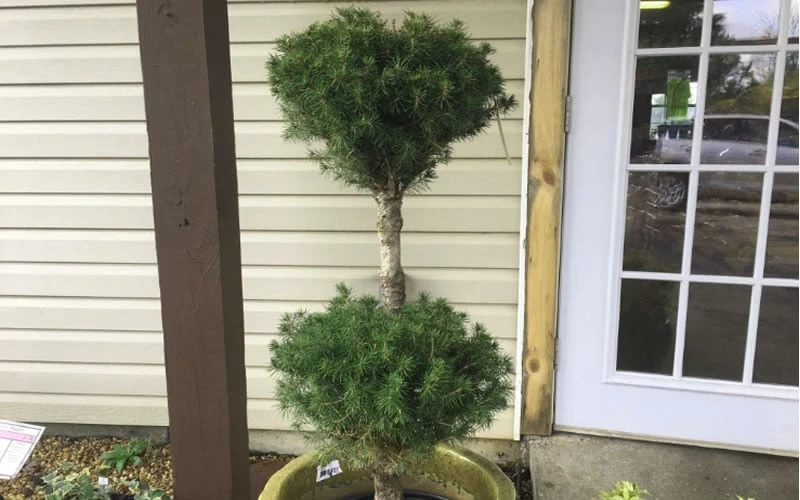 Poodle Tier Dwarf Alberta Spruce 3 Ball Topiary (3-Ball) - 3 Gallon Pot 4 Poodle Tier Dwarf Alberta Spruce 3 Ball Topiary (3-Ball) - 3 Gallon Pot - Image 4