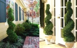 Spiral Dwarf Alberta Spruce Topiary - 2 Gallon Pot 7 Spiral Dwarf Alberta Spruce Topiary - 2 Gallon Pot -Garden Care Dwarf Alberta Spruce Spiral 2