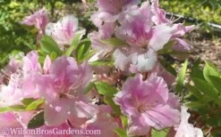 Autumn Sweetheart Encore Azalea - 1 Gallon Pot 7 Autumn Sweetheart Encore Azalea - 1 Gallon Pot -Garden Care Encore Azalea Autumn Sweetheart 51