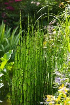 Horsetail Reed Grass - Equisetum Hyemale - 1 Gallon Pot -Garden Care Equisetum Hymale 11
