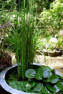 Horsetail Reed Grass - Equisetum Hyemale - 1 Gallon Pot -Garden Care Equisetum Hymale 14