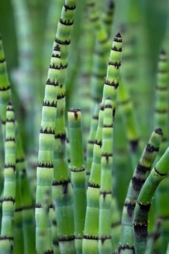 Horsetail Reed Grass - Equisetum Hyemale - 1 Gallon Pot -Garden Care Equisetum Hymale 15