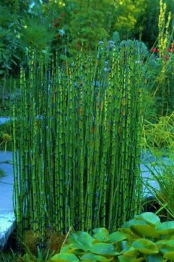 Horsetail Reed Grass - Equisetum Hyemale - 1 Gallon Pot -Garden Care Equisetum Hymale 16