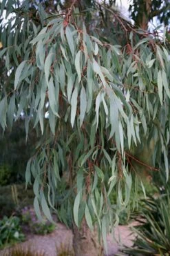 Angus Cold Hardy Eucalyptus Tree (Eucalyptus Nicholii) - 1 Gallon Pot 15 Angus Cold Hardy Eucalyptus Tree (Eucalyptus Nicholii) - 1 Gallon Pot -Garden Care Eucalyptus Angus 15