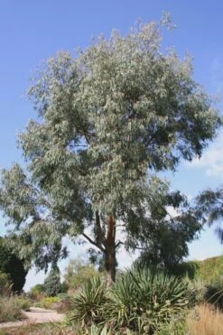 Angus Cold Hardy Eucalyptus Tree (Eucalyptus Nicholii) - 1 Gallon Pot 14 Angus Cold Hardy Eucalyptus Tree (Eucalyptus Nicholii) - 1 Gallon Pot -Garden Care Eucalyptus Angus 16