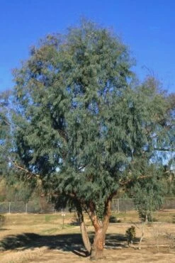 Angus Cold Hardy Eucalyptus Tree (Eucalyptus Nicholii) - 1 Gallon Pot 11 Angus Cold Hardy Eucalyptus Tree (Eucalyptus Nicholii) - 1 Gallon Pot -Garden Care Eucalyptus Angus 17