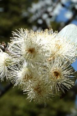 Bluey Cold Hardy Eucalyptus Tree (Eucalyptus Pulverulenta) - 3 Gallon Pot -Garden Care Eucalyptus Bluey 6 1