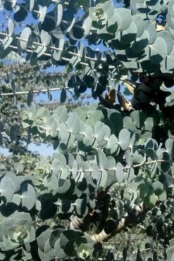 Bluey Cold Hardy Eucalyptus Tree (Eucalyptus Pulverulenta) - 1 Gallon Pot -Garden Care Eucalyptus Bluey 8