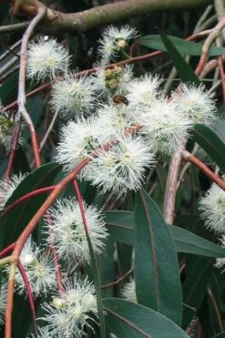 Jersey Girl Cold Hardy Eucalyptus Tree (Eucalyptus Macarthurii) - Quart Pot -Garden Care Eucalyptus Jersey Girl 1