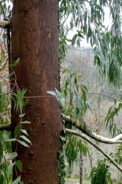 Jersey Girl Cold Hardy Eucalyptus Tree (Eucalyptus Macarthurii) - Quart Pot -Garden Care Eucalyptus Jersey Girl 2