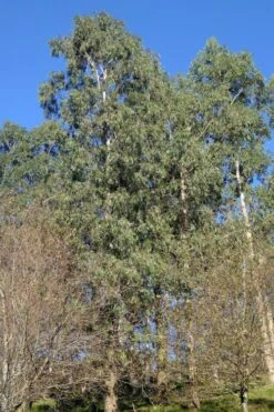 Jersey Girl Cold Hardy Eucalyptus Tree (Eucalyptus Macarthurii) - Quart Pot -Garden Care Eucalyptus Jersey Girl 3