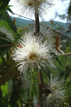 Jersey Girl Cold Hardy Eucalyptus Tree (Eucalyptus Macarthurii) - Quart Pot -Garden Care Eucalyptus Jersey Girl 4