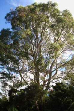 Jersey Girl Cold Hardy Eucalyptus Tree (Eucalyptus Macarthurii) - Quart Pot -Garden Care Eucalyptus Jersey Girl 6