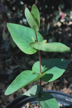 Jersey Girl Cold Hardy Eucalyptus Tree (Eucalyptus Macarthurii) - Quart Pot -Garden Care Eucalyptus Jersey Girl 7