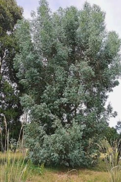 Luna Cold Hardy Eucalyptus Tree (Eucalyptus Perriniana) - 3 Gallon Pot -Garden Care Eucalyptus Luna 5