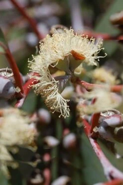 Luna Cold Hardy Eucalyptus Tree (Eucalyptus Perriniana) - 3 Quart Pot 10 Luna Cold Hardy Eucalyptus Tree (Eucalyptus Perriniana) - 3 Quart Pot -Garden Care Eucalyptus Luna 6 1