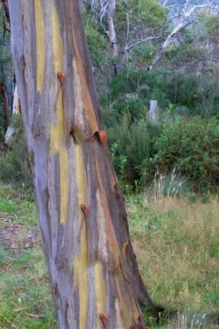 Sheila Cold Hardy Eucalyptus Tree (Eucalyptus Stellulata) - Quart Pot -Garden Care Eucalyptus Sheila 10