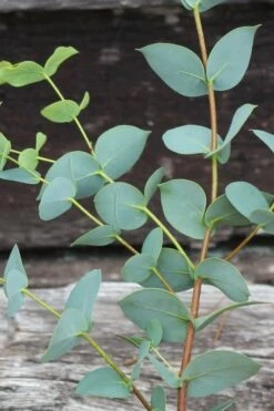 Sheila Cold Hardy Eucalyptus Tree (Eucalyptus Stellulata) - 3 Gallon Pot -Garden Care Eucalyptus Sheila 2 1