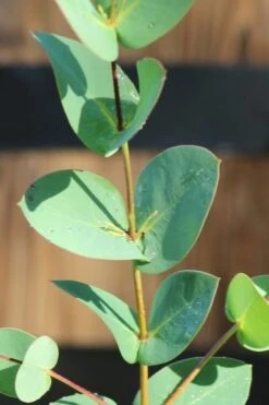 Sheila Cold Hardy Eucalyptus Tree (Eucalyptus Stellulata) - Quart Pot -Garden Care Eucalyptus Sheila 3