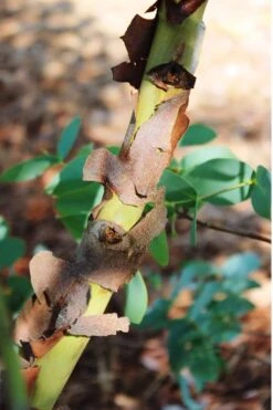 Sheila Cold Hardy Eucalyptus Tree (Eucalyptus Stellulata) - Quart Pot -Garden Care Eucalyptus Sheila 9