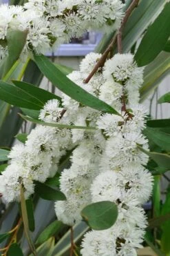 Snow Day Cold Hardy Eucalyptus Tree (Eucalyptus Gregsoniana) - Quart Pot -Garden Care Eucalyptus Snow Day 5