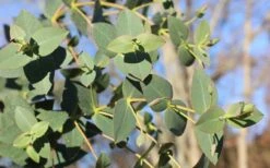Cab Sav Cold Hardy Eucalyptus Tree (Eucalyptus Rubida) - Quart Pot -Garden Care Eucalyptus Tree Cab Sav Rubida