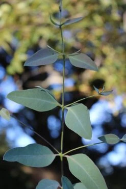 Grace Cold Hardy Eucalyptus Tree (Eucalyptus Elliptica) - 1 Gallon Pot 9 Grace Cold Hardy Eucalyptus Tree (Eucalyptus Elliptica) - 1 Gallon Pot -Garden Care Eucalytptus Grace BS