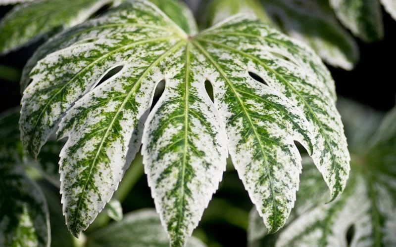 Spider's Web Fatsia - Japanese Aralia Paper Plant - 1 Gallon Pot 7 Spider's Web Fatsia - Japanese Aralia Paper Plant - 1 Gallon Pot - Image 7