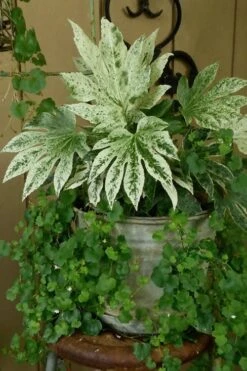 Spider's Web Fatsia - Japanese Aralia Paper Plant - 3 Gallon Pot -Garden Care Fatsia Spiders Web 21