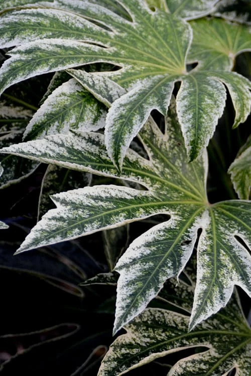 Spider's Web Fatsia - Japanese Aralia Paper Plant - 1 Gallon Pot 5 Spider's Web Fatsia - Japanese Aralia Paper Plant - 1 Gallon Pot - Image 5