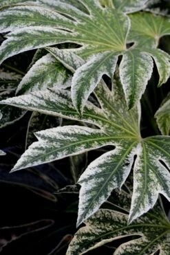 Spider's Web Fatsia - Japanese Aralia Paper Plant - 3 Gallon Pot -Garden Care Fatsia Spiders Web 24