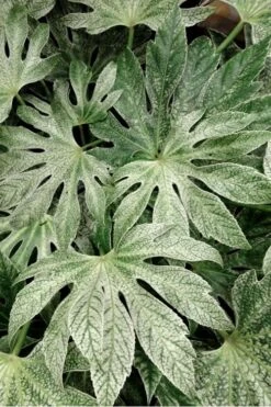 Spider's Web Fatsia - Japanese Aralia Paper Plant - 3 Gallon Pot -Garden Care Fatsia Spiders Web 33